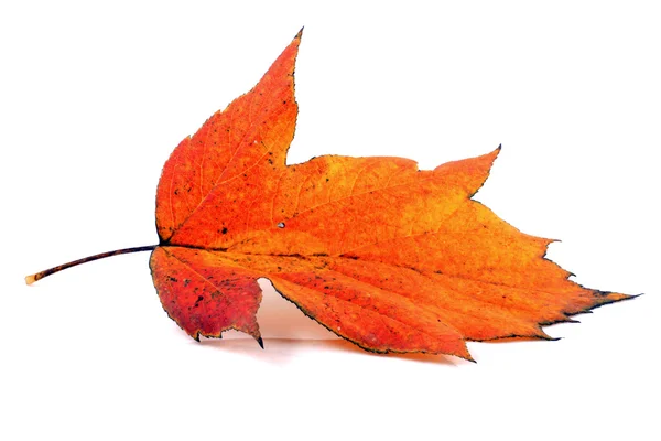 Verschillende Herfstbladeren — Stockfoto