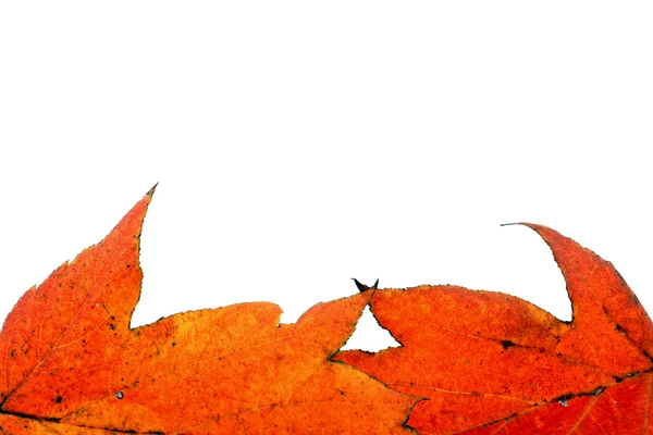 Diverses feuilles d'automne — Photo
