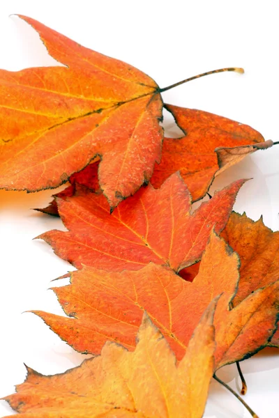 Várias folhas de outono — Fotografia de Stock
