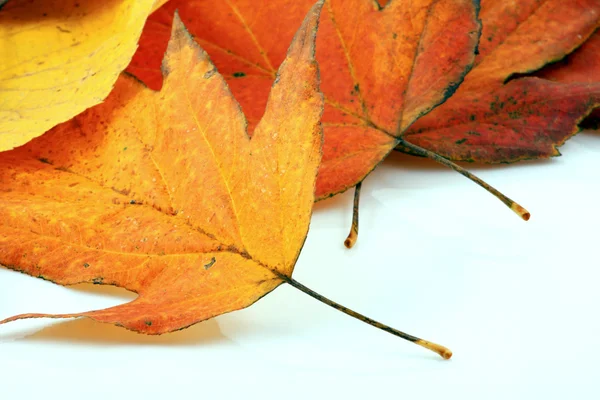 Various autumn leaves — Stock Photo, Image
