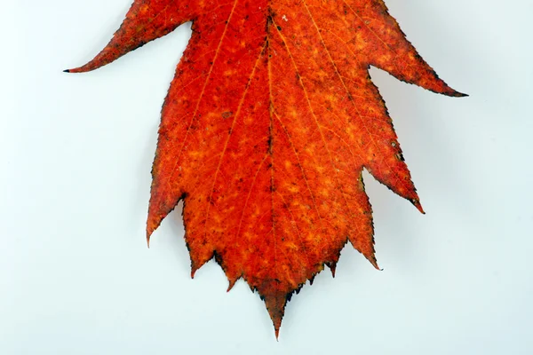 Varie foglie d'autunno — Foto Stock