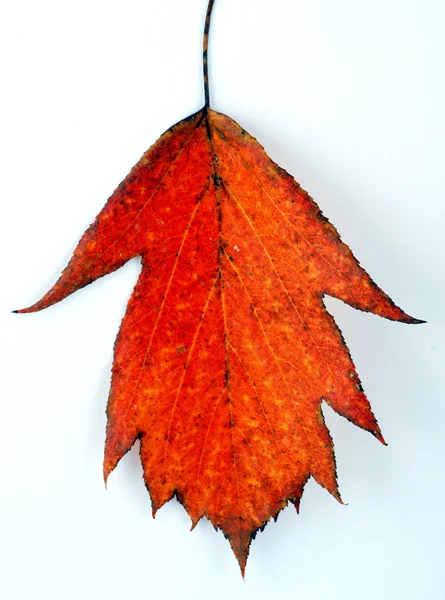 Διάφορες Φθινοπωρινά φύλλα — Φωτογραφία Αρχείου