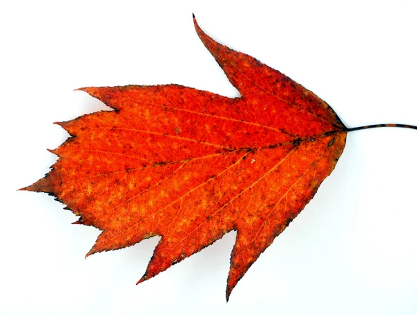 Varias hojas de otoño — Foto de Stock