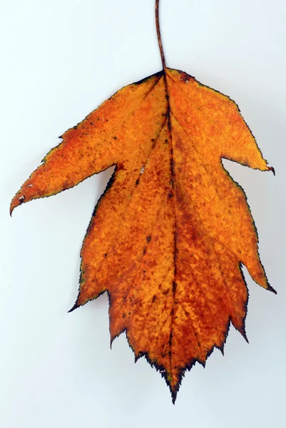 Diverse frunze de toamnă — Fotografie, imagine de stoc