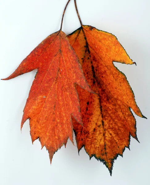 Várias folhas de outono — Fotografia de Stock