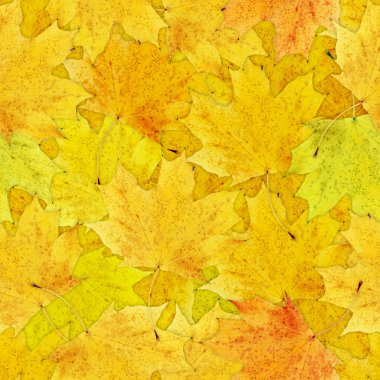 Autumn yellow leaves clipart