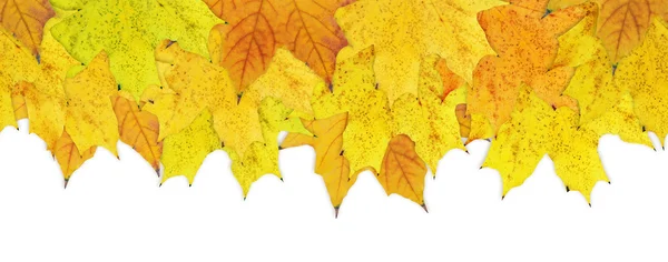 stock image Autumn yellow leaves