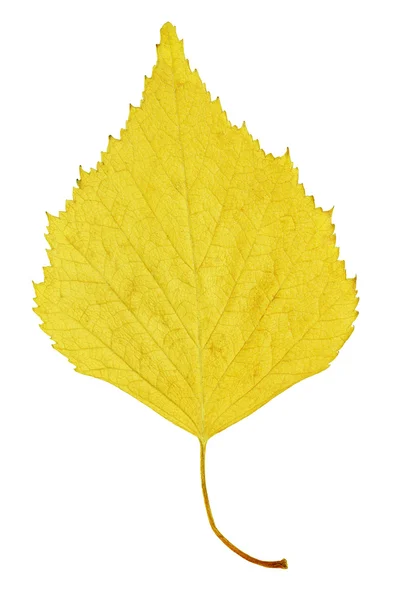 Stock image Autumn yellow leaf of birch