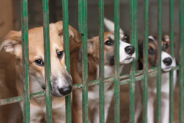 Puppies in the cage — Stock Photo, Image