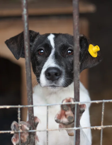 Filhote de cachorro preso na gaiola — Fotografia de Stock