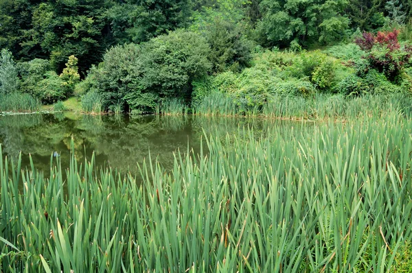 Stock image Tranquil lake