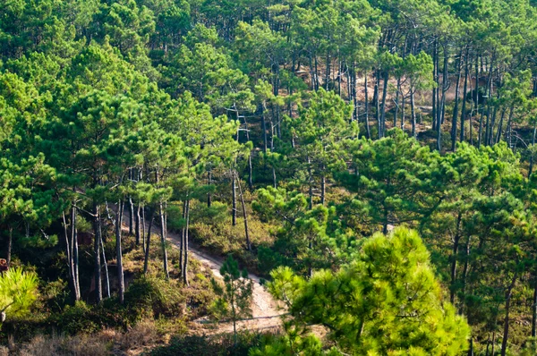 Dağı Orman