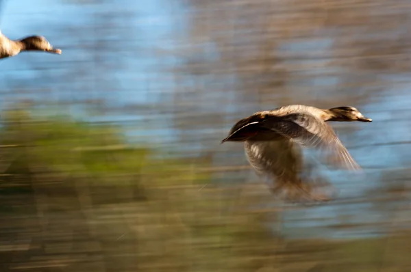 Португальская утка — стоковое фото