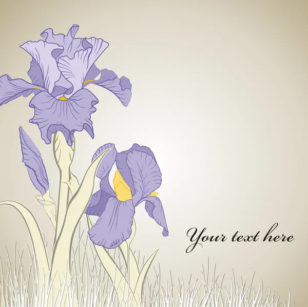 Primavera flor del iris — Vector de stock