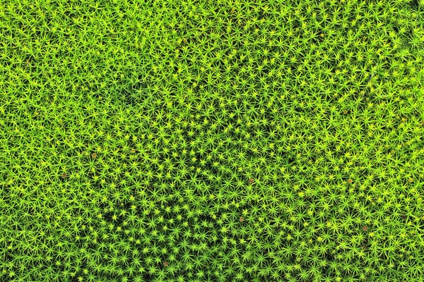 Moss fondo verde —  Fotos de Stock