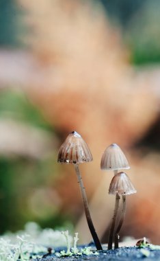 Mycena inclinata