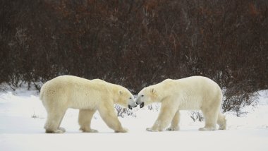 Meeting two polar bears. clipart
