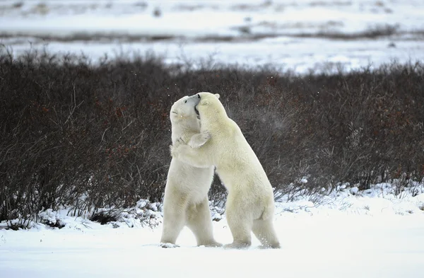 Два белых медведя в драке — стоковое фото