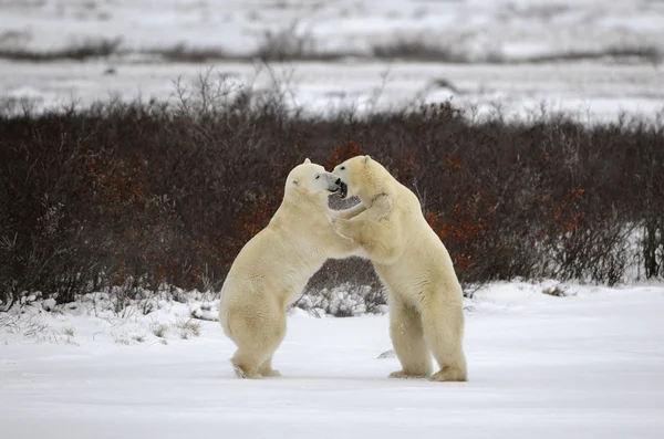 Dva lední medvědi playfighting — Stock fotografie