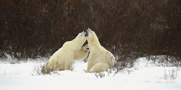 Dva lední medvědi playfighting — Stock fotografie