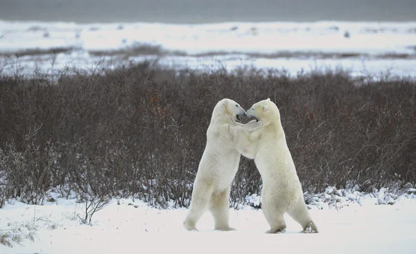 两个北极熊打斗 — 图库照片