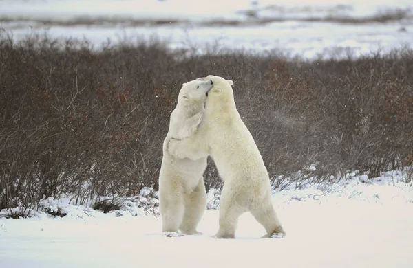 两个北极熊打斗 — 图库照片