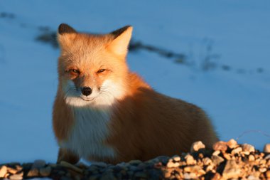 Kızıl Tilki. Vulpes vulpes