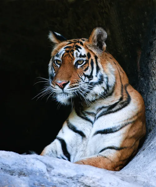 Retrato de tigre de Bengala — Foto de Stock