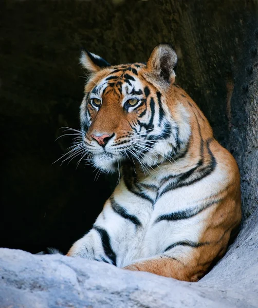 Bengal Tiger Portrait — Stock Photo, Image