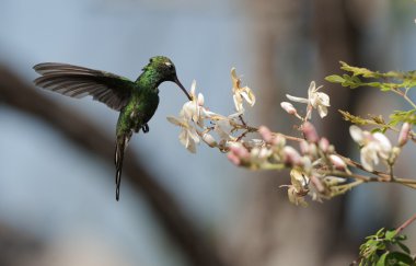 (Chlorostilbon ricordii Küba Emerald)