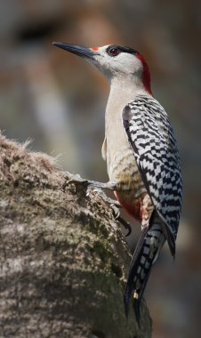 West Indian Woodpecker (Melanerpes superciliaris) clipart