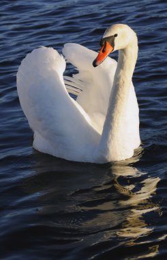 Mute Swan clipart