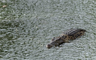 Crocodile under the rain clipart