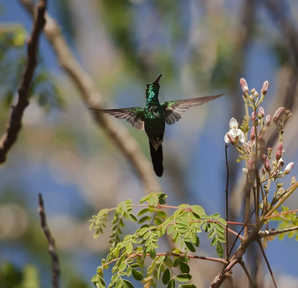(Chlorostilbon ricordii Küba Emerald) — Stok fotoğraf