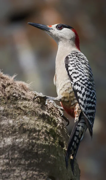 stock image West Indian Woodpecker (Melanerpes superciliaris)
