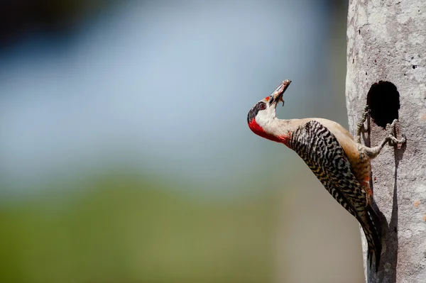 西印度群岛啄木鸟 (Melanerpes superciliaris) — 图库照片