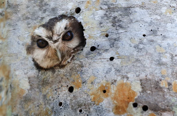 Cuban Screech-owl in Tree Hole — Stock Photo, Image