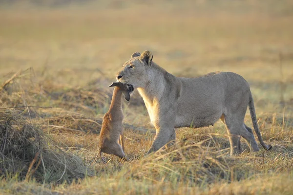Lioness with prey. — Stock Photo, Image