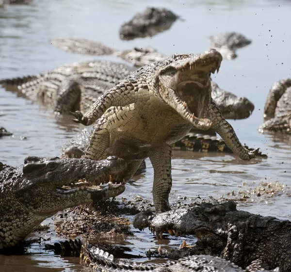 Aanval krokodil — Stockfoto