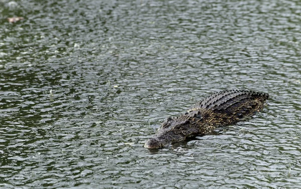 Crocodilo sob a chuva — Fotografia de Stock
