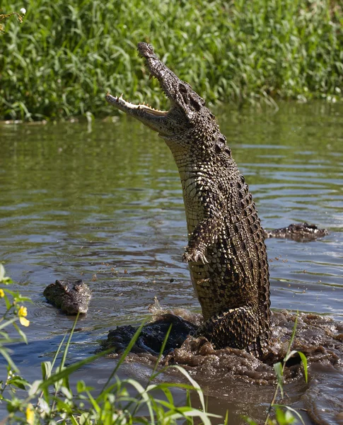 Angriff auf Krokodil — Stockfoto