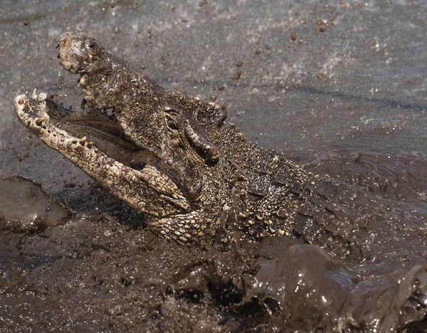 Crocodil cu gura deschisa . — Fotografie, imagine de stoc