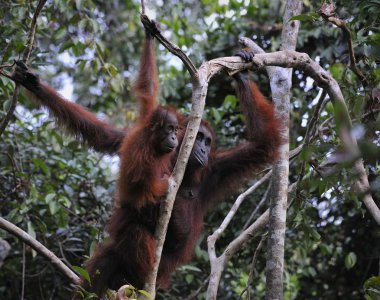 Bebek ve anne orangutan