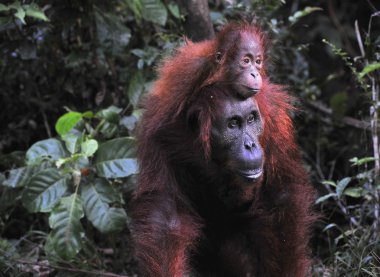 Bebek ve anne orangutan