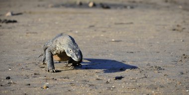 Komodo ejderhası (Varanus komodoensis)