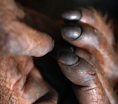 Fingers of orangutan clipart