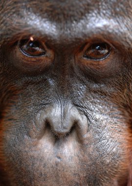 orangutan portre.