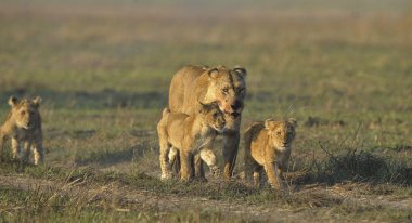 Lioness after hunting with cubs. clipart