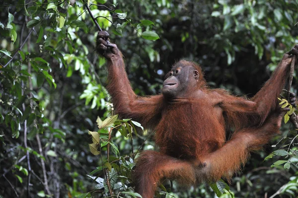 Juvenil orangutan .pongo pygmaeus — Stok fotoğraf