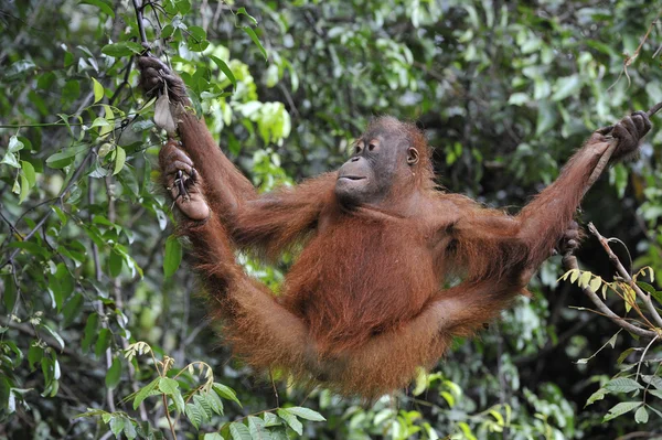 Orangutan juvenil .Pongo pygmaeus — Fotografia de Stock